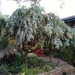 Acacia baileyana 整株植物