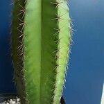 Myrtillocactus schenckii Habitatea