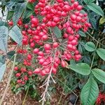 Nandina domestica Плід