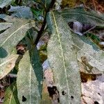 Senecio cacaliaster Folha