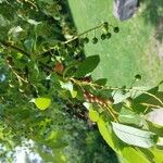Prunus padus Fruchs