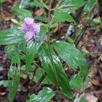 Mimulopsis glandulosa Otro