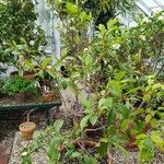 Magnolia figo Hábito