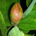 Brownea rosa-de-monte Fruit