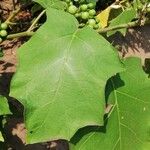 Solanum torvum Leaf