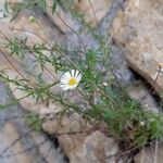 Erigeron karvinskianus Tervik taim