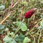 Trifolium incarnatum Blüte