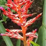 Aechmea distichantha Other