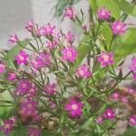 Centaurium pulchellumFlower