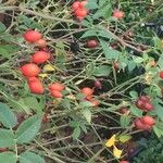 Rosa obtusifolia Fruit