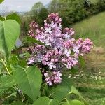 Syringa vulgaris Flor