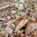 Cardamine trifolia Tervik taim