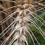 Triticum turgidum Owoc