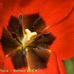 Tulipa planifolia फूल