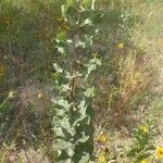 Asclepias arenaria Alkat (teljes növény)