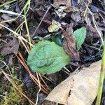 Erigeron pulchellus Leaf