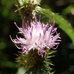 Carduus clavulatus Flower