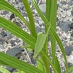 Echinacea pallida Blatt