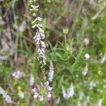 Anarrhinum bellidifoliumFlower