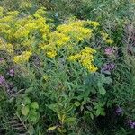 Senecio ovatus Habit