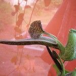 Aristolochia ringens Folio