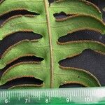 Pteris navarrensis Otro