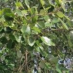 Populus × canescens List