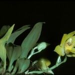 Promenaea xanthina Квітка