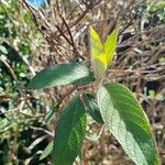 Hydrangea aspera Φύλλο