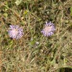 Knautia integrifolia Flower