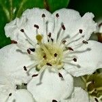 Crataegus laevigata Λουλούδι