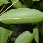 Ixora nicaraguensis Leaf