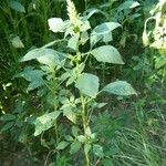 Amaranthus powellii Агульны выгляд