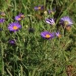 Machaeranthera tanacetifolia Blüte