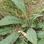 Inula conyza Folha