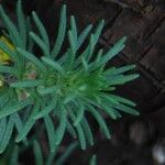 Ajuga chamaepitys Blad