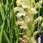 Pedicularis comosa Цветок