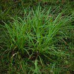 Cymbopogon citratus 葉