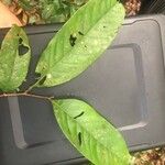Couepia guianensis 葉