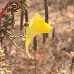 Nanorrhinum heterophyllum Flower