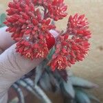 Crassula perfoliataЦвят