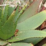 Aloe broomii