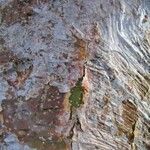 Bursera simaruba പുറംതൊലി