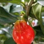 Thevetia ahouai Fruit