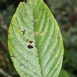 Mussaenda landia Leaf