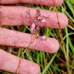 Allium carinatum Fruit