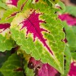 Coleus decurrens Blatt