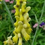 Aconitum lycoctonumКвітка