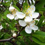 Prunus fruticosa Fleur