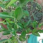 Citrus japonica ഇല